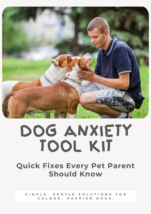 Dog Anxiety Tool Kit: Quick Fixes Every Pet Parent Should Know